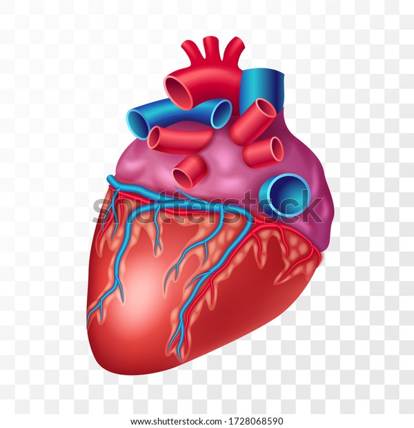 透明な背景にリアルな人の心 心臓血管系の臓器のリアルなベクターイラスト のベクター画像素材 ロイヤリティフリー