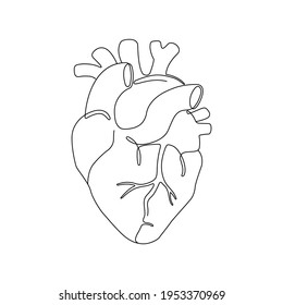 Realistic Human Heart Line Art 