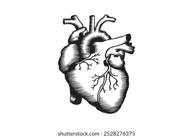 Realistic Human Heart Line Art
