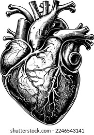 Realistic Human Heart Vector Hand Drawn in old Sketch and Vintage Style