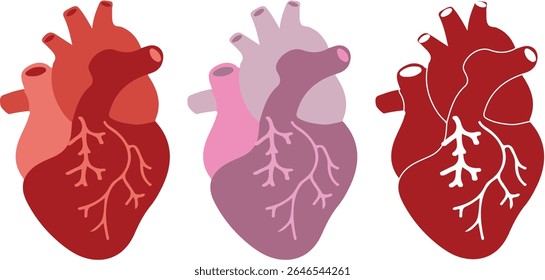 Realistic human heart vector illustration