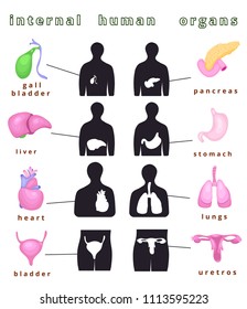 Realistic Human Internal Body Organs Anatomyhuman Stock Vector (Royalty ...