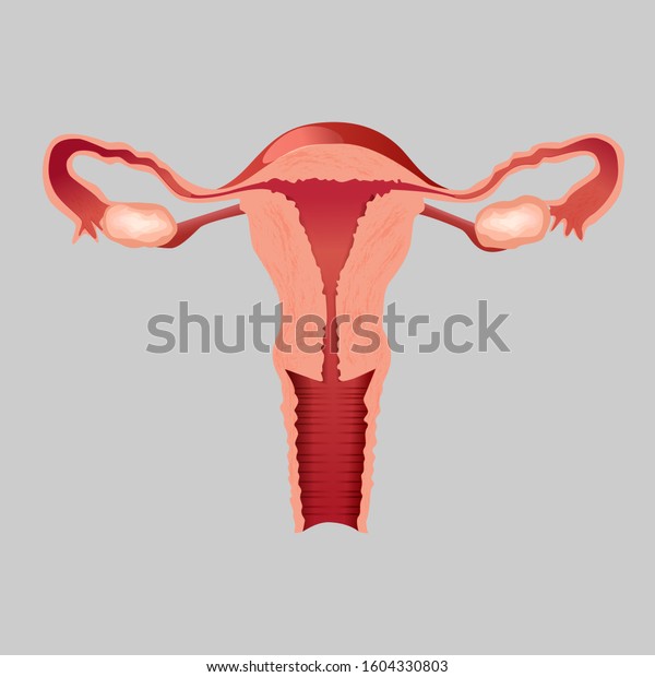 Realistic Human Internal Organ Uterus Vector Design Illustration Front View Of Cartoon Female 6649