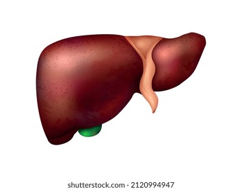 Realistische Anatomie der menschlichen inneren Organe mit isoliertem Bild der Leber-Vektorgrafik