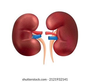 Composición de anatomía de órganos internos humanos realistas con imagen aislada de ilustración del vector renal