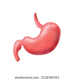 Realistic human internal organs anatomy composition with isolated image of stomach vector illustration
