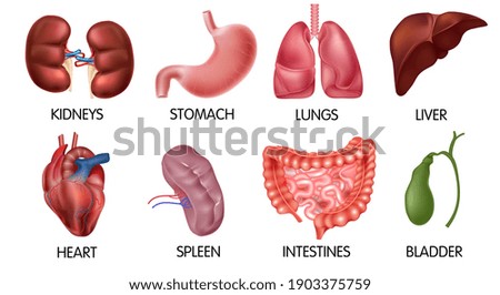 Realistic human internal organs icon set with kidneys stomach lungs liver heart intestines and bladder. Set of vector illustrations isolated on white background