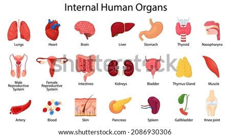 Realistic human internal organs icons set with lungs, kidneys, stomach, intestines, brain, heart, spleen and liver, skin, artery, blood, etc., vector flat illustration