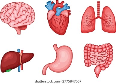 Realistic human internal organs illustration set with brain, heart, lungs, liver, stomach, intestine.