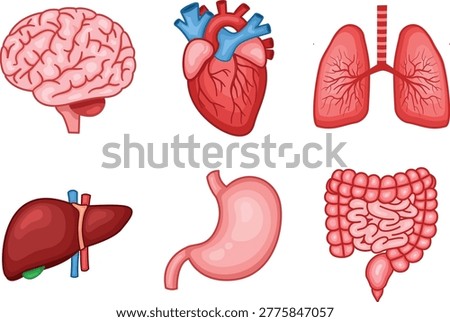 Realistic human internal organs illustration set with brain, heart, lungs, liver, stomach, intestine.