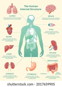 Realistic human internal organs infographics pastel yellow background.