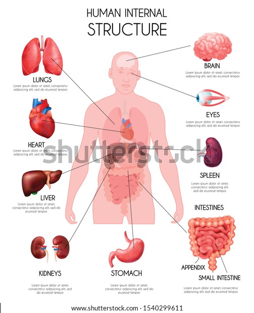 Realistic human internal organs\
infographics white background with lungs heard liver kidneys brain\
eyes spleen intestines descriptions vector\
illustration
