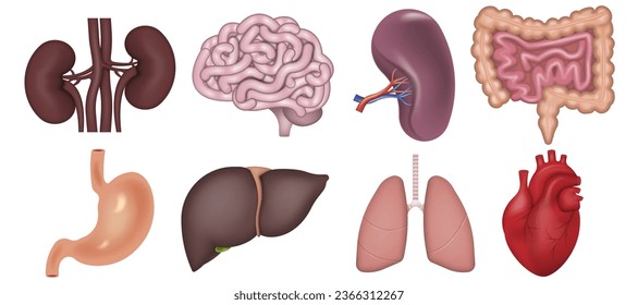 Realistic human internal organs isolated on white background. Vector illustration. Eps 10.