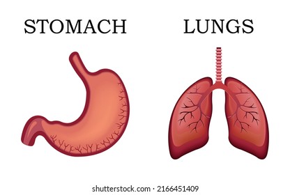 Realistic human internal organs, with lungs and stomach. Vector illustration