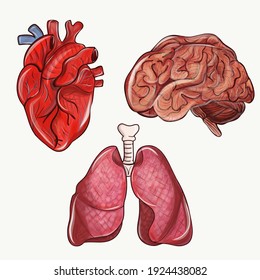Órganos internos humanos realistas. Set contiene cerebro, pulmones, corazón. Anatomía humana.