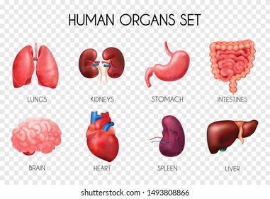 Realistic human internal organs transparent icon set with lungs kidneys stomach intestines brain heart spleen and liver description vector illustration