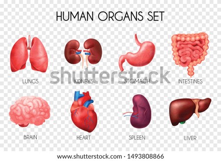 Realistic human internal organs transparent icon set with lungs kidneys stomach intestines brain heart spleen and liver description vector illustration