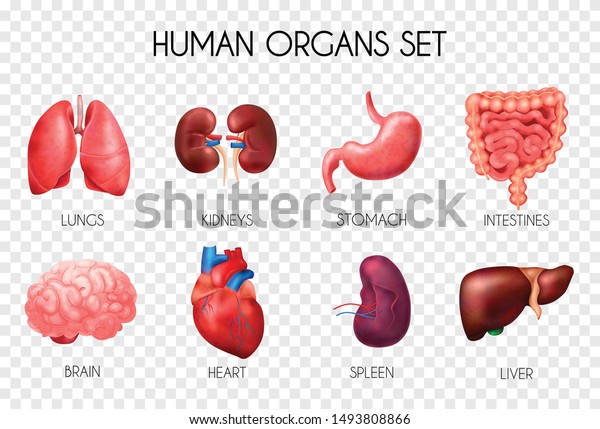 Realistic human internal organs transparent\
icon set with lungs kidneys stomach intestines brain heart spleen\
and liver description vector\
illustration