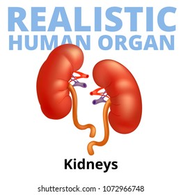 Realistic human kidneys isolated on white background.