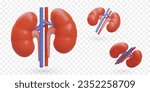 Realistic human kidneys with veins and arteries. Colored vector object in different positions. Isolated image. Internal organ. Urology. Illustrations for web design