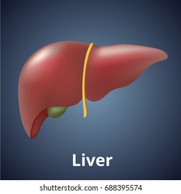 Realistic human liver isolated on dark blue background.