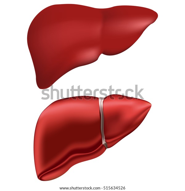 本物の人間の肝臓 ベクター画像の医療イラスト 医学の解剖 臓器人間 健康 生物学 2種類のセット のベクター画像素材 ロイヤリティフリー