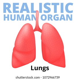 Realistic Human Lungs Isolated On White Stock Vector (Royalty Free ...