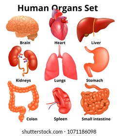 Realistic human organs set anatomy