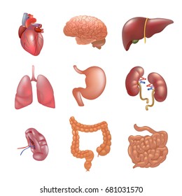 Realistic Human Organs Set Anatomy Stock Illustration 694373779 ...