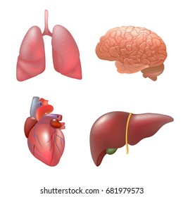 Realistic human organs set anatomy