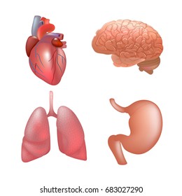 Realistic human organs set anatomy