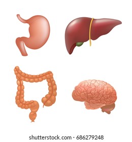 Realistic human organs set anatomy
