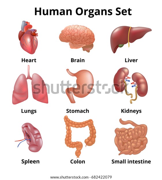 Realistic human organs set\
anatomy