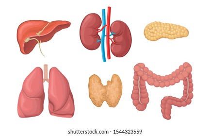 Realistic Human Organs Vector Set. Anatomy of the Body