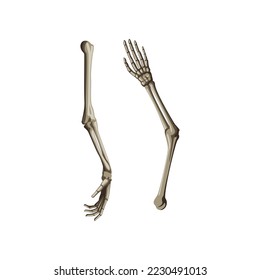 Realistic human skeleton arms cartoon illustration. Side and back view of human skeletal system. Bones of arms on white background. Anatomy, science, biology concept