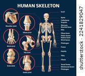 Realistic human skeleton infographic. 3d male body structure front view, educational anatomy medical poster, different bones and joints names, 3d isolated elements, utter vector concept
