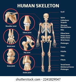 Realistic human skeleton infographic. 3d male body structure front view, educational anatomy medical poster, different bones and joints names, 3d isolated elements, utter vector concept