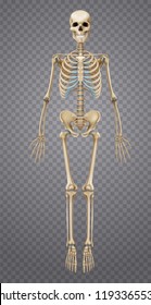 Realistic human skeleton isolated on transparent background 3d vector illustration