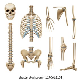 Realistic human skeleton parts set with skull spine scapula bones of pelvis and limbs isolated vector illustration   
