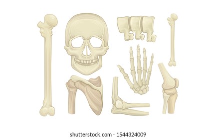 Realistic Human Skeleton Parts Vector Set. Anatomy Skeletal Concept