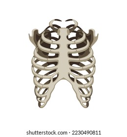 Realistic human skeleton rib cage cartoon illustration. Front view of human skeletal system. Rib cage on white background. Anatomy, science, biology concept