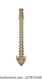 Realistic human skeleton spine bone anatomy vector illustration