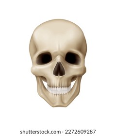 Realistic human skull front view vector illustration