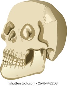 A realistic human skull model showcasing anatomical structure and bone detail — perfect for academic, clinical, or museum-related imagery