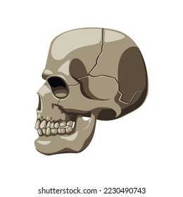 Realistic human skull side profile cartoon illustration. Side view of human skeletal system. Skull on white background. Anatomy, science, biology concept