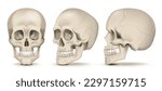 Realistic human skulls front and side views set isolated on white background vector illustration