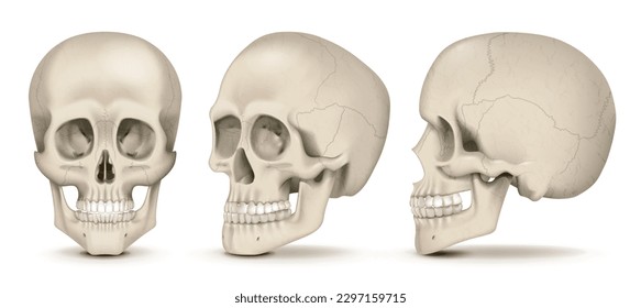 Realistic human skulls front and side views set isolated on white background vector illustration