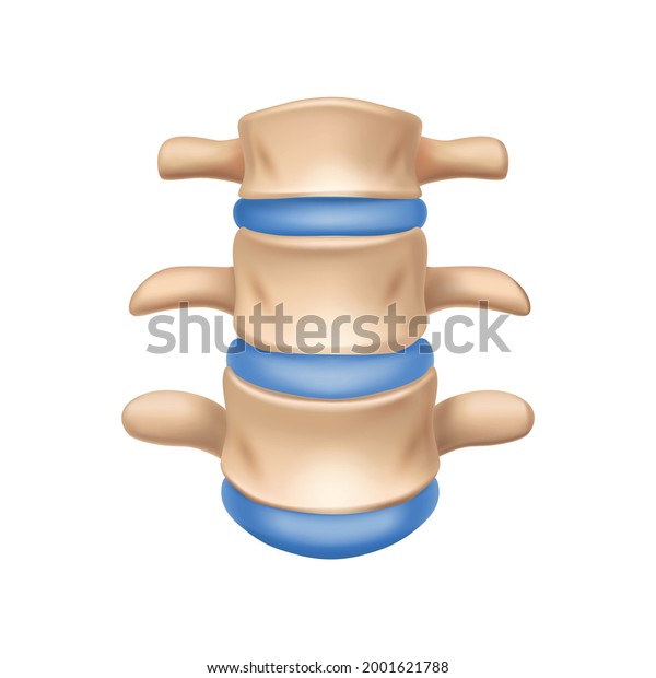 Realistic Human Spinal Bone Anatomy Closeup Stock Vector (Royalty Free ...