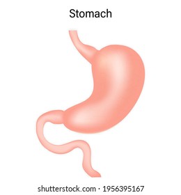 Realistic human stomach icon isolated on white background. Vector illustration.
