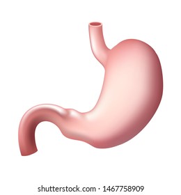 Realistic Human stomach isolated. Digestive system